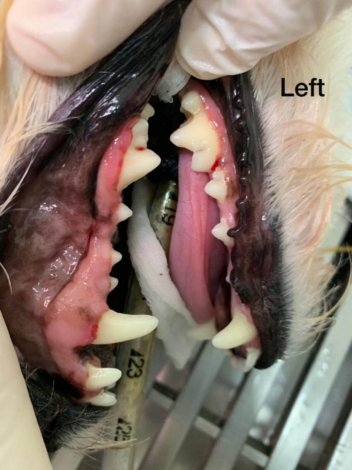 Latte Dental Scaling After Photo