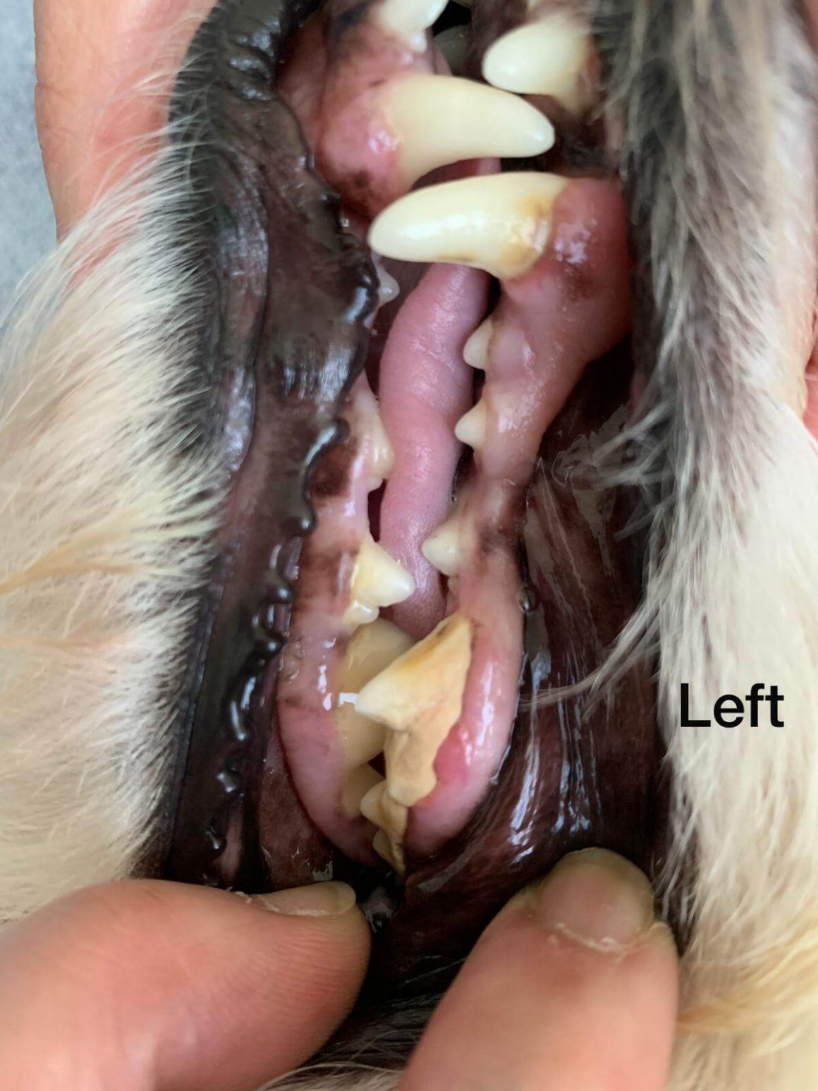 Latte Dental Scaling Before Photo